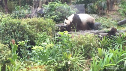 The Panda is the main attraction of Taipei Zoo, they limit  viewing time  for it