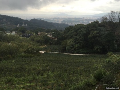 Tea plantation in Maokong