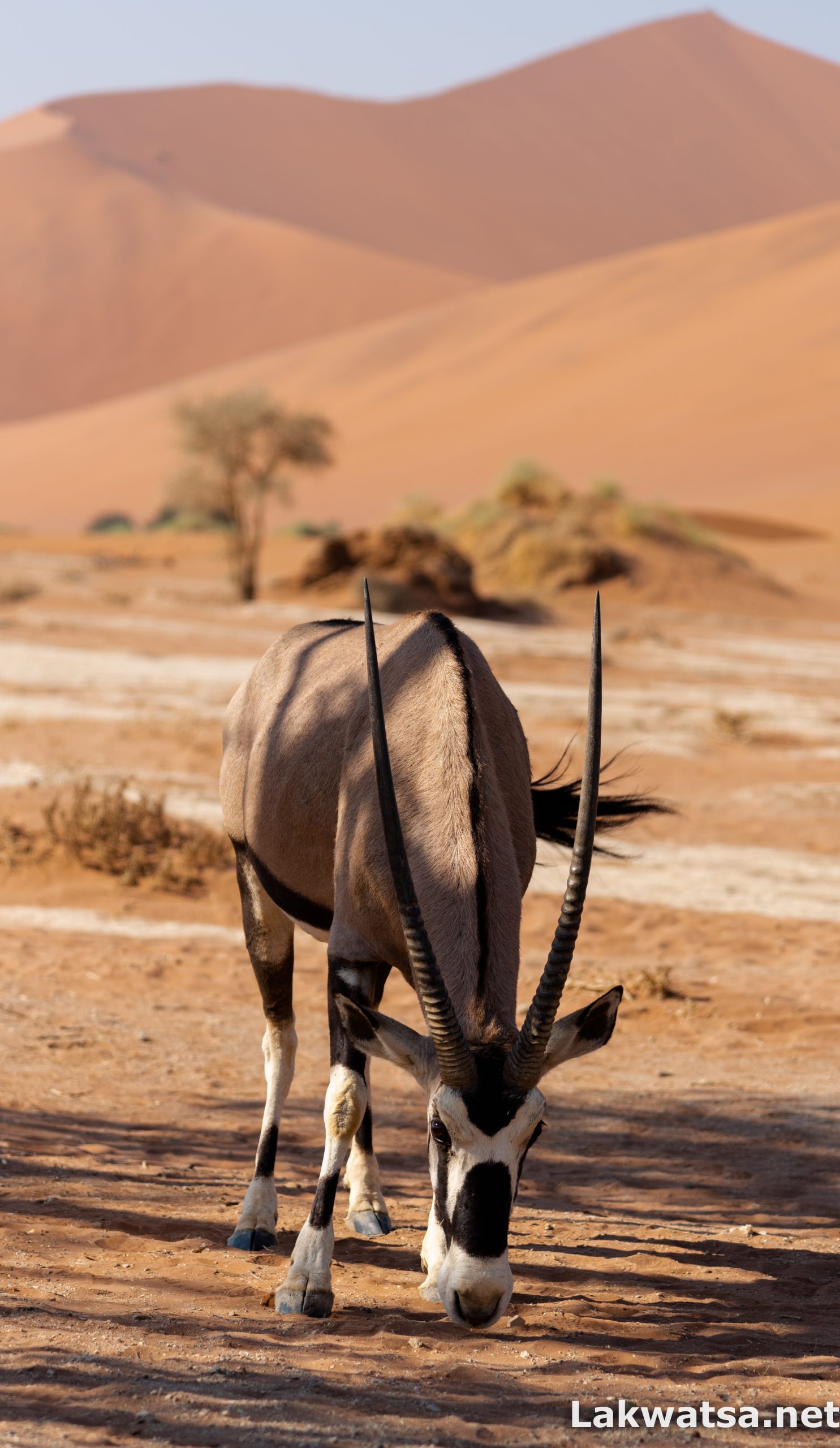 The Oryx