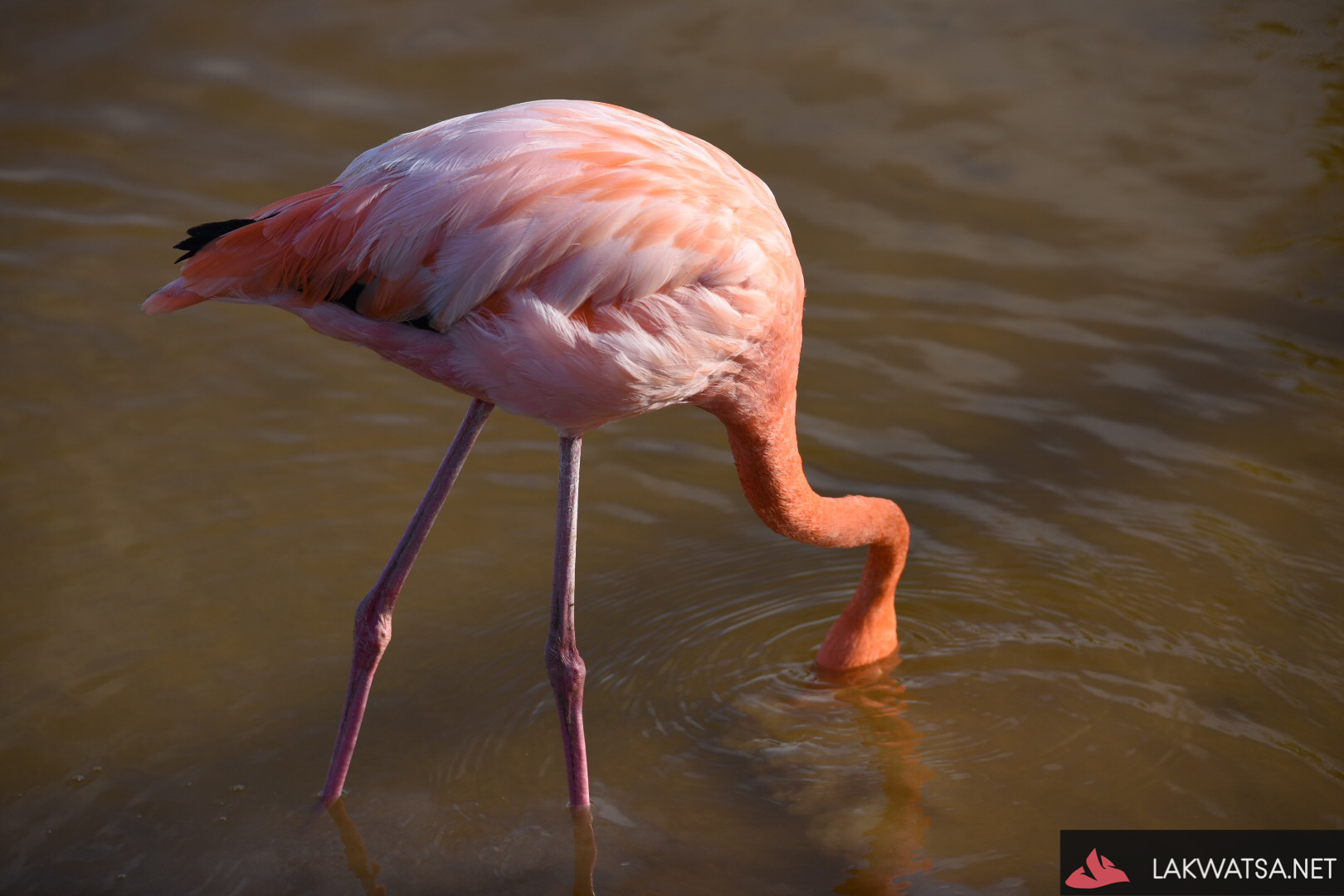 Rosy Flamingo, Isla Isabela, Galapagos , Ecuador