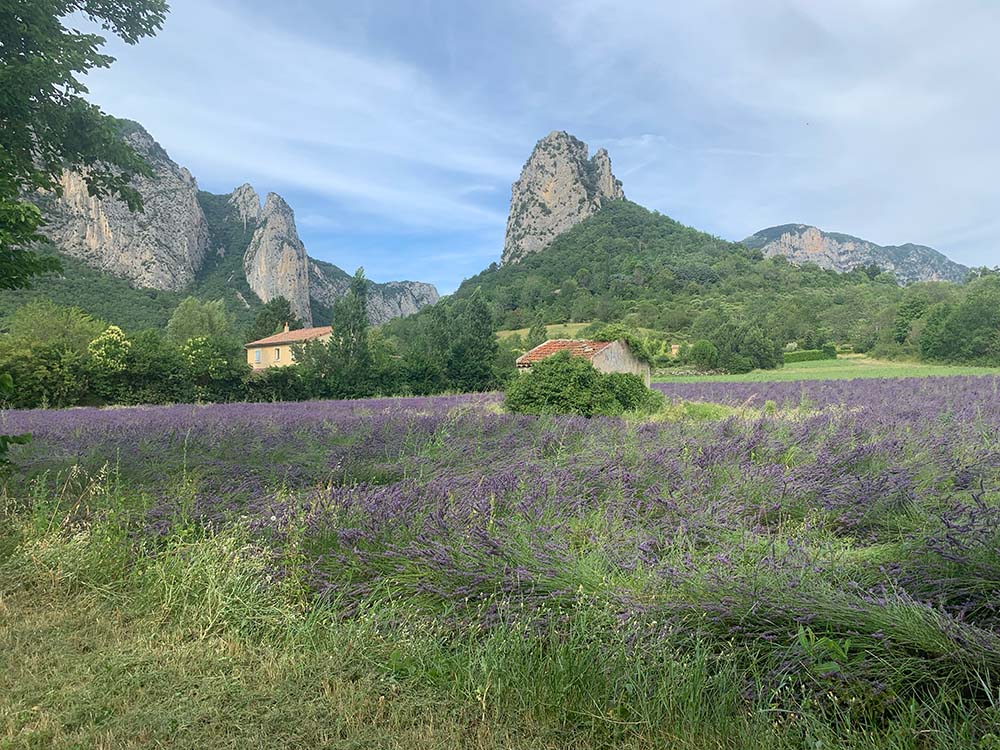 Lavender fields of the village of Saou